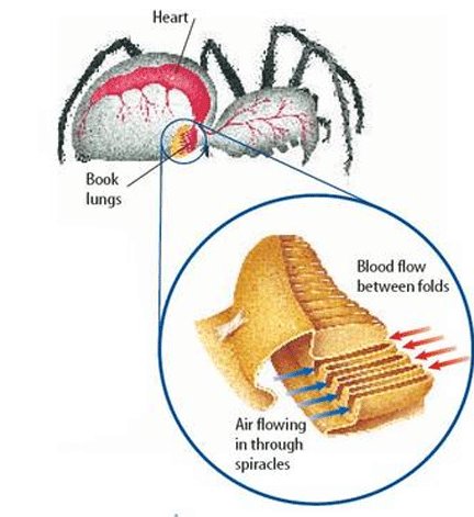 book lung air flow